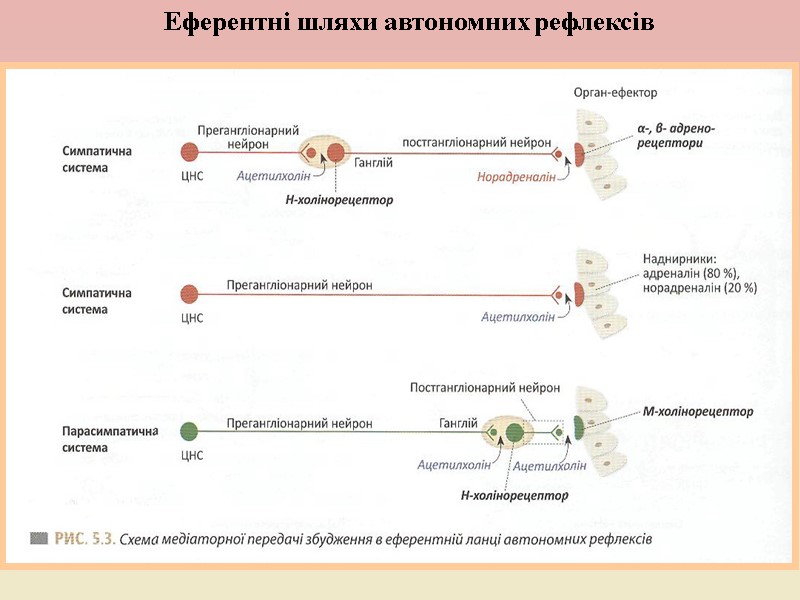 Еферентні шляхи автономних рефлексів